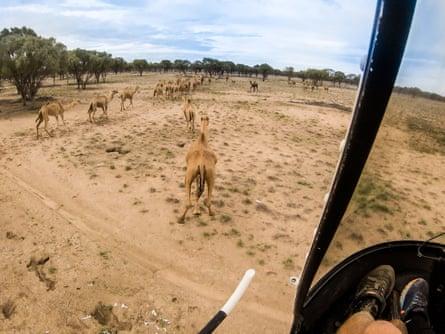 Camel herding via helicopter at Shandonvale, Queensland.