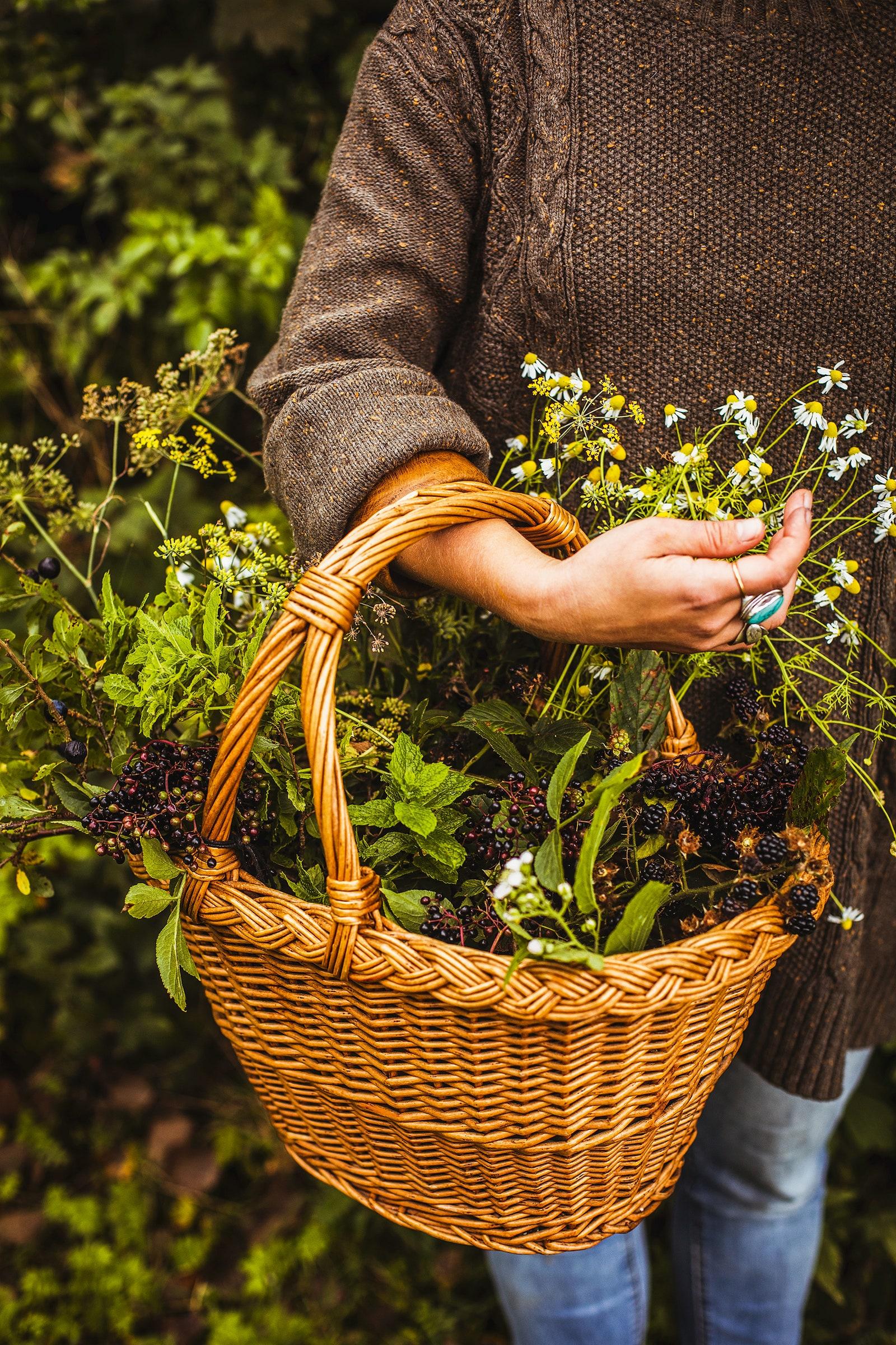 Foraging hedgerow botanicals for Dà Mhìle gin