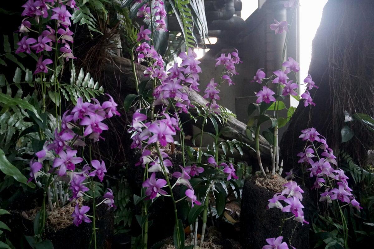 À l'intérieur du dôme de la serre tropicale de Yumenoshima