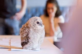 Animal portraiture with Wildlife Drawing